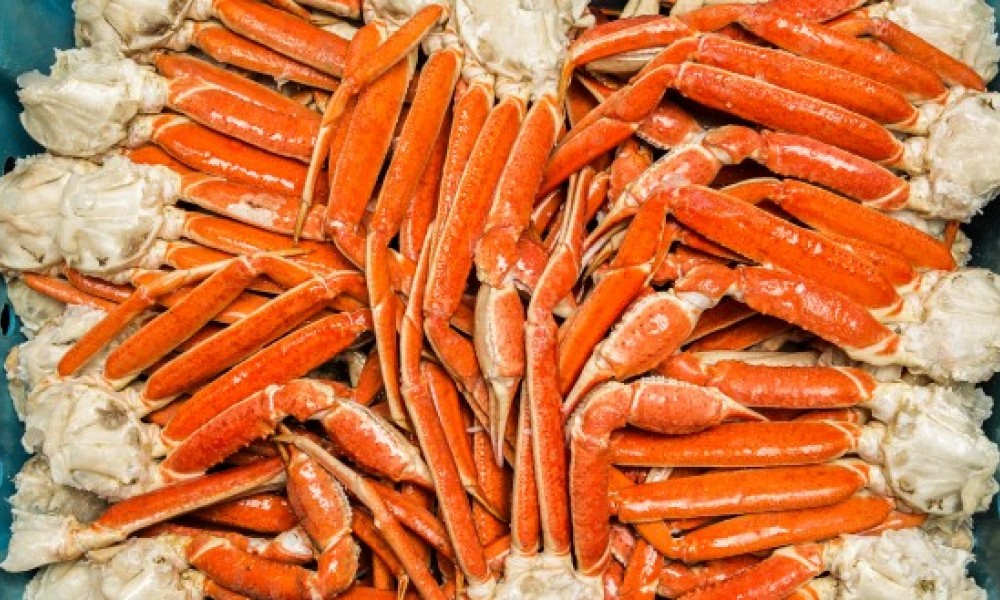 Crabe_Des_Nieges_Rimouski